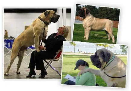 Cel mai mare caine din lume de limba engleză mastiff