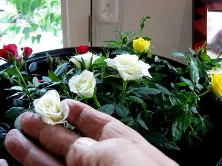 Rose szoba - gondozó rózsák otthon egy év