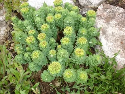 Rhodiola Rosea терапевтични свойства и противопоказания