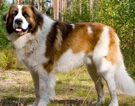 A világ legnagyobb kutyafajta leírás és képek, minden a kutyák