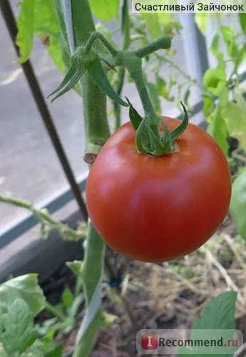 Семена Урал курортист домати червен червен f1 - «доматено червено червено е взел достойно място в