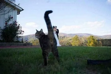 A legmenőbb fotobomby ebben az évben)