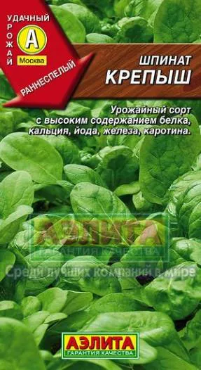 Spanac într-o seră să crească o grădină!