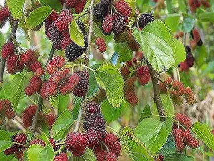 Mulberry előnyös tulajdonságait