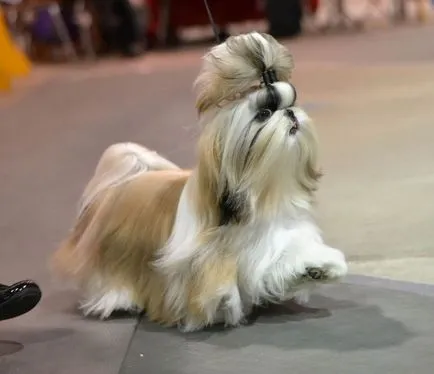 Shih Tzu képek és leírás a fajta, ápolás, etetés és karakter