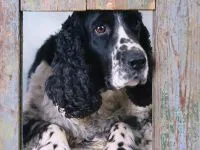 Cât de mult este catelusul de limba engleză Cocker prețul de cost al catelus Spaniel englez Cocker Spaniel