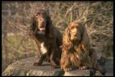 Cât de mult este catelusul de limba engleză Cocker prețul de cost al catelus Spaniel englez Cocker Spaniel