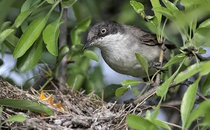 Slavka - ének madár fotók, fajok (kert, héja, ének, szürke, Accentor)