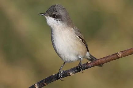 Slavka - ének madár fotók, fajok (kert, héja, ének, szürke, Accentor)