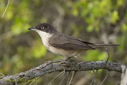 Slavka - ének madár fotók, fajok (kert, héja, ének, szürke, Accentor)