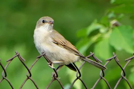 Slavka - ének madár fotók, fajok (kert, héja, ének, szürke, Accentor)