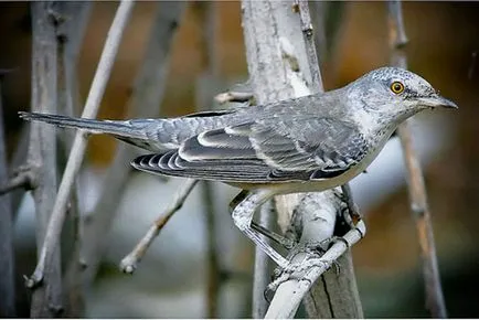 Slavka - ének madár fotók, fajok (kert, héja, ének, szürke, Accentor)