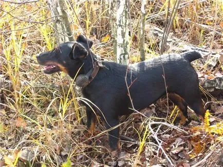 A rendszer keresni Nornok kutya terrier kereső hosszúnak tűnő - Árak, visszajelzések, vásárlás