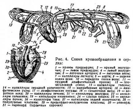 Sistemul de corpuri de sânge și a limfei - totul despre creșterea animalelor