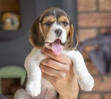 Beagle kutya fajta leírás, fotók, árak kölykök vélemények