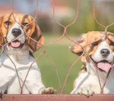 Beagle kutya fajta leírás, fotók, árak kölykök vélemények