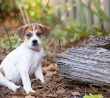 Beagle kutya fajta leírás, fotók, árak kölykök vélemények