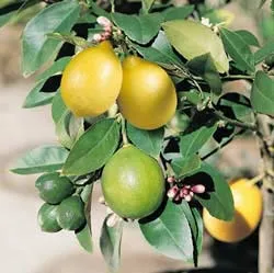 nátrium-citrát