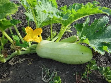 Összeegyeztethetősége növények a kertben vegyes ültetés, 6 hektáros