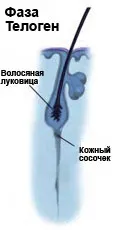 Член плешивост и фаза на растежа на косата