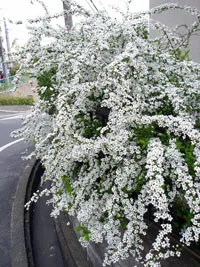 култивиране Spirea и прибиране