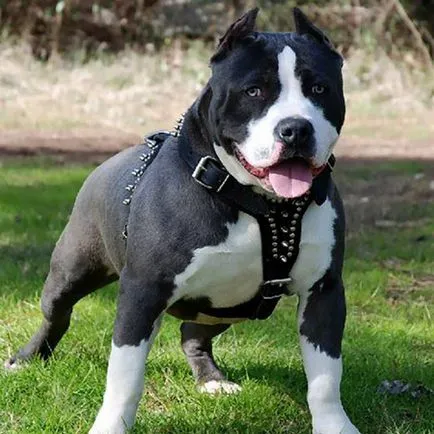 Stafford vagy amerikai staffordshire terrier