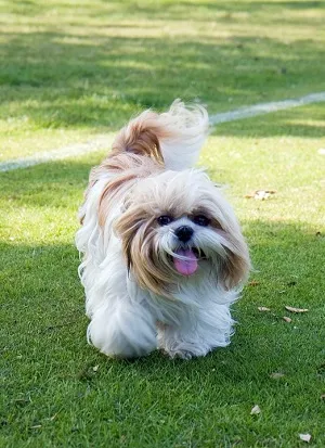 Perierea Shih Tzu sub ursulețul de pluș, lecții, manipularea psihologică, fotografie