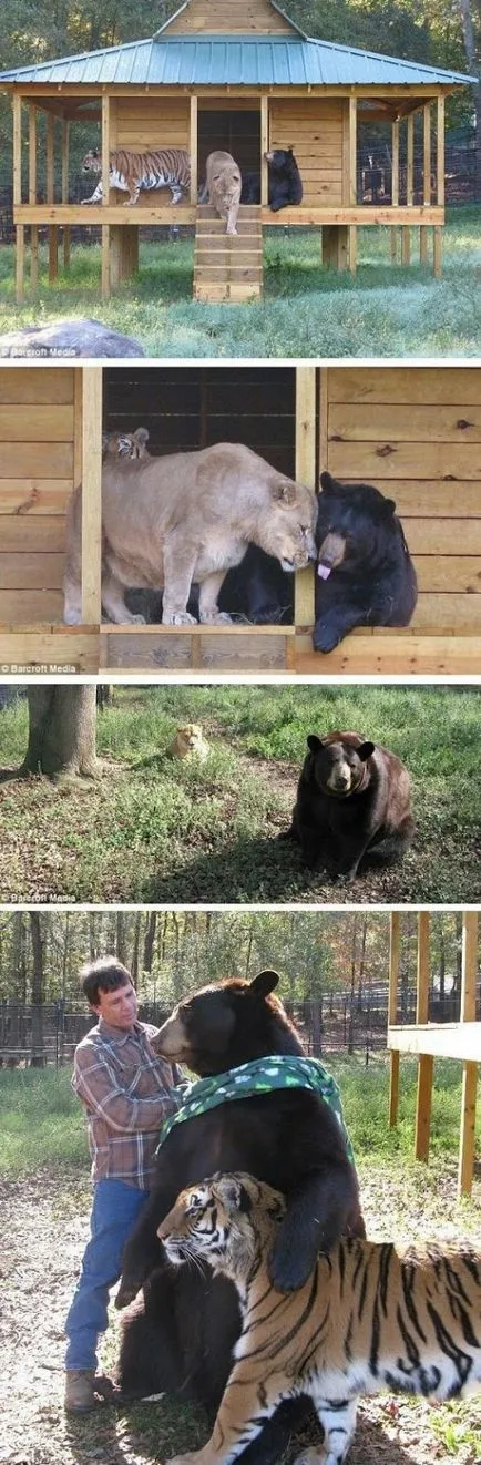 exemple ciudate și incredibil de prietenie animale (30 poze)