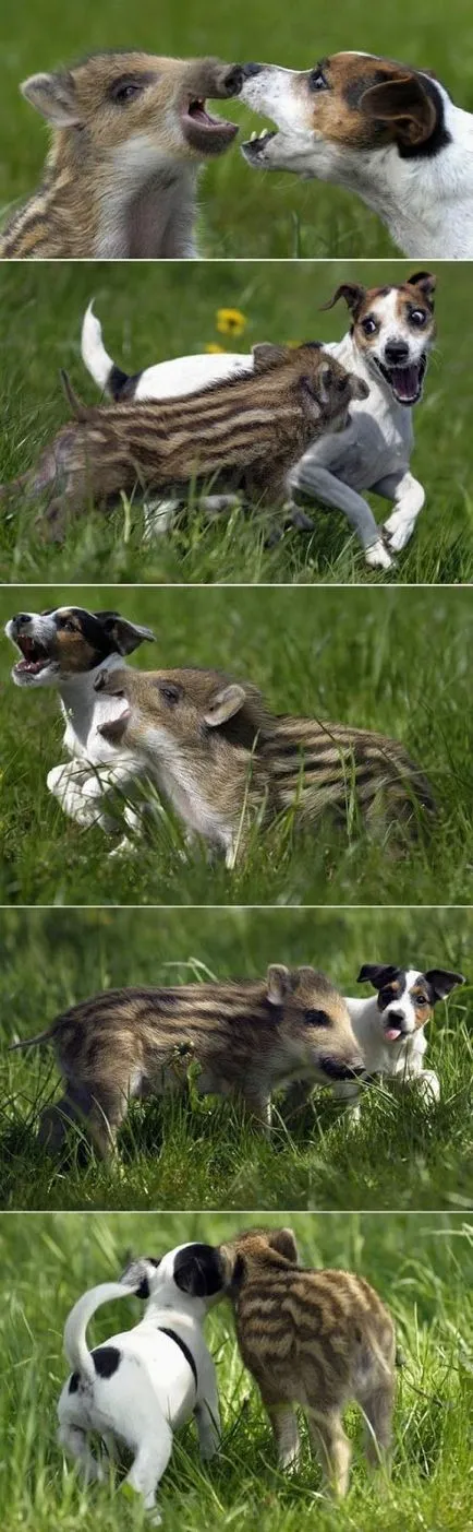 Странни и невероятни примери на животните приятелство (30 снимки)