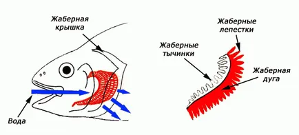 Структурата на хрилни апарат на риба