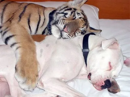 Furcsa és hihetetlen példákat állati barátság (30 fotó)