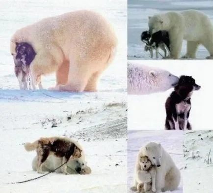 Странни и невероятни примери на животните приятелство (30 снимки)