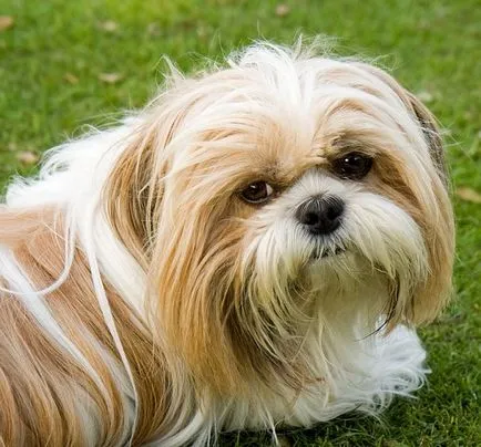 Ápolás Shih Tzu alatt mackó, órák, ápolás, fotó