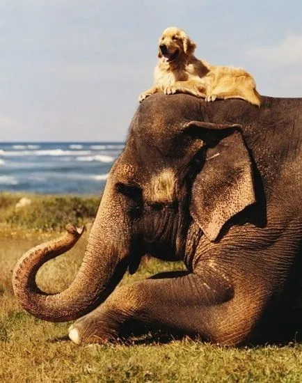 Furcsa és hihetetlen példákat állati barátság (30 fotó)