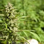 Fény növekvő marihuána beltér - növekvő kannabisz otthon
