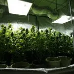 Fény növekvő marihuána beltér - növekvő kannabisz otthon