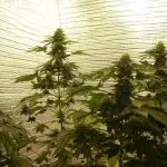 Lumina pentru cultivarea de marijuana în interior - în creștere de canabis la domiciliu