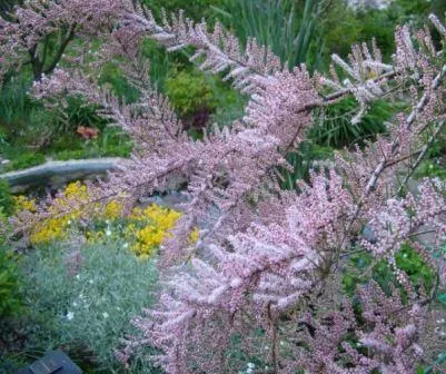 TAMARISK - arbust ornamental, cabana, casa