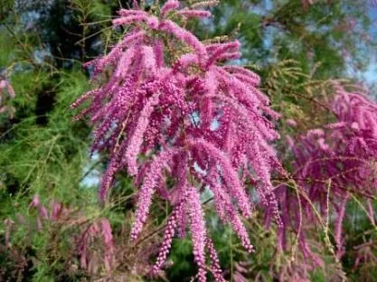 TAMARISK - arbust ornamental, cabana, casa