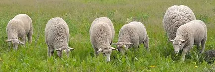 Tashlinskaya порода овце, Tashlinsky овце, овце порода Tashlinsky, Tashlinsky овце Tashlinsky