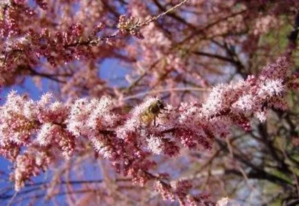 TAMARISK - arbust ornamental, cabana, casa