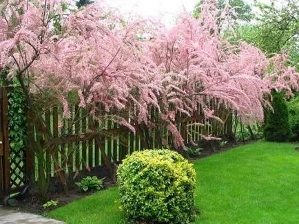 TAMARISK - arbust ornamental, cabana, casa