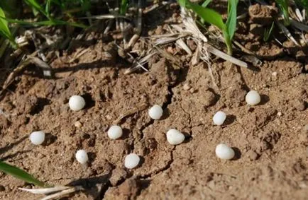 Cum de a fertiliza tehnologia alegere crin