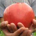 Tomate trufa japoneză (negru, auriu, portocaliu, roșu) descriere, caracterizare și feedback