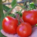 Tomate trufa japoneză (negru, auriu, portocaliu, roșu) descriere, caracterizare și feedback