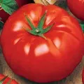 Tomate trufa japoneză (negru, auriu, portocaliu, roșu) descriere, caracterizare și feedback