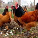 Top 10 ismert fajtájú csirkék tojás Breukelen, flash la és Iza Braun egyéb