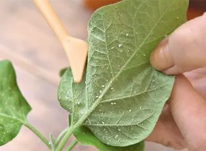 A levéltetvek a paprika palántákat, hogyan kell kezelni a fenyegetést, hogy miért van, mint kezelni a fertőzött