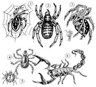 Tipul de artropode - studopediya