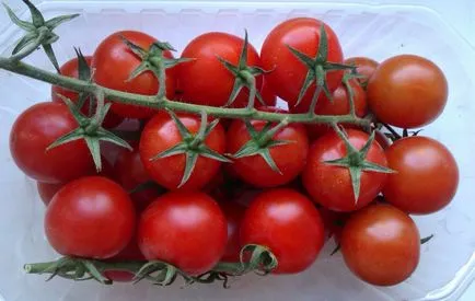 Tomate ajurata - recoltând soi hibrid decorativ